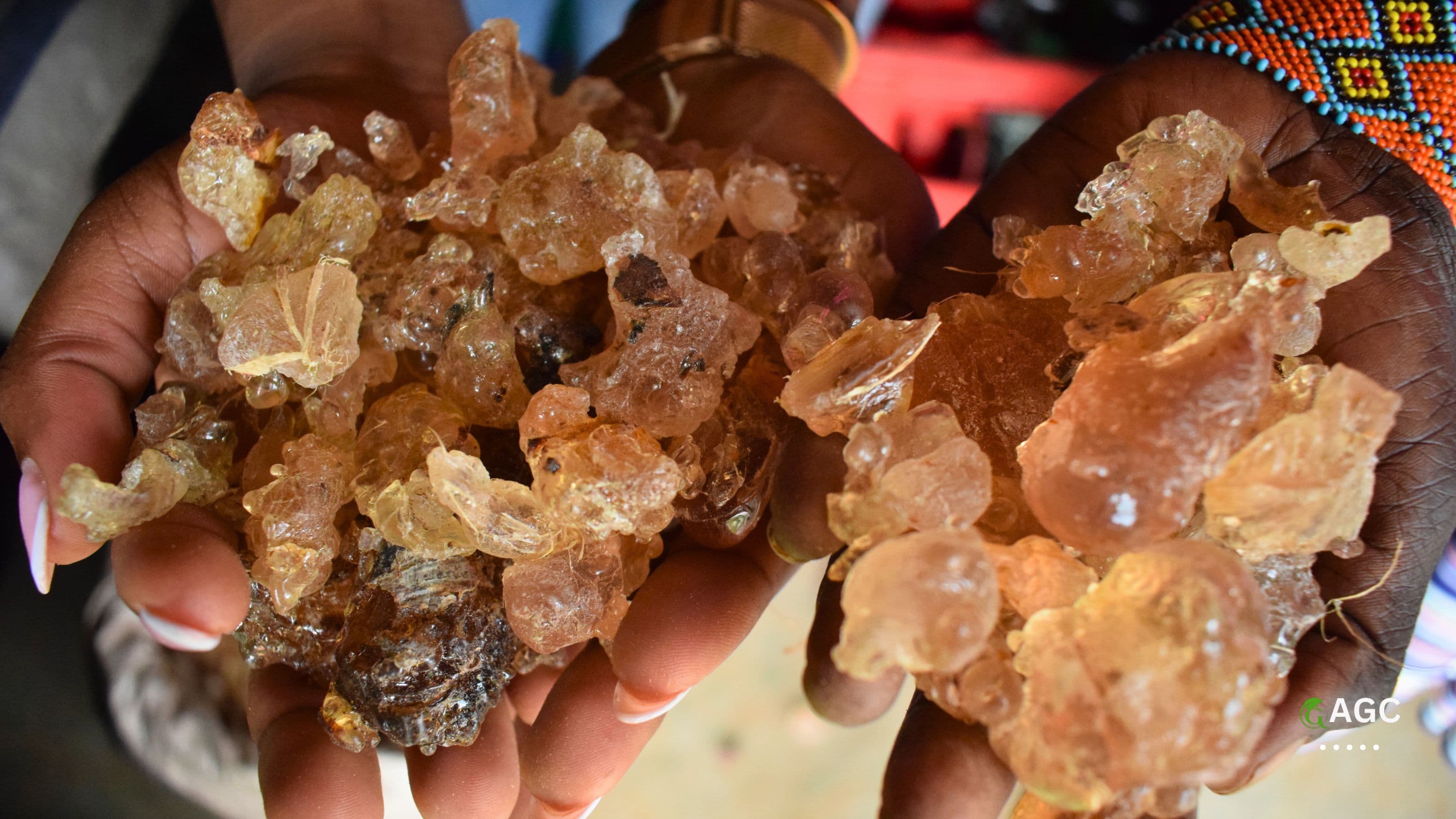 Baringo Gum Arabic Project
