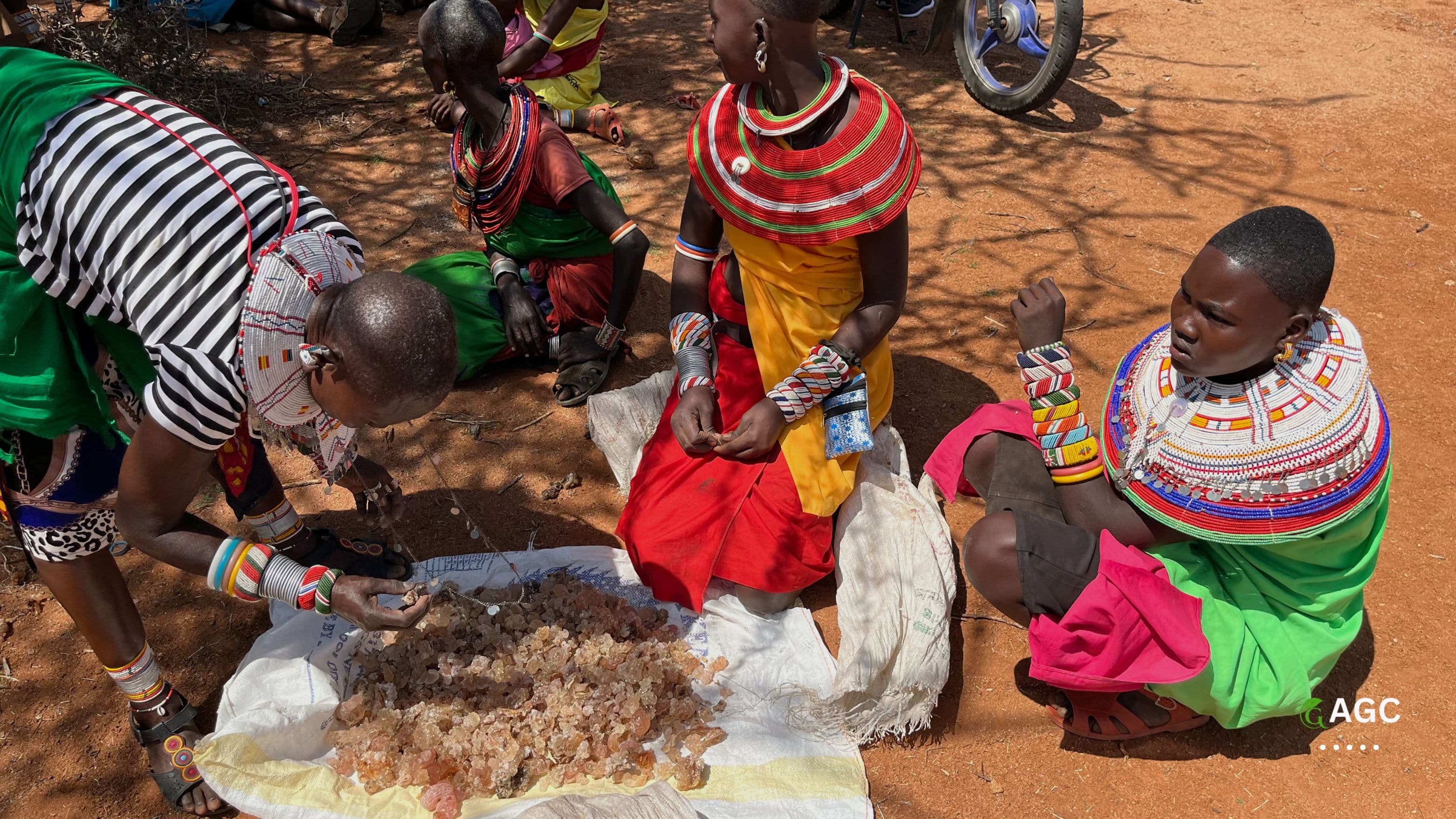 Baringo Gum Arabic Project