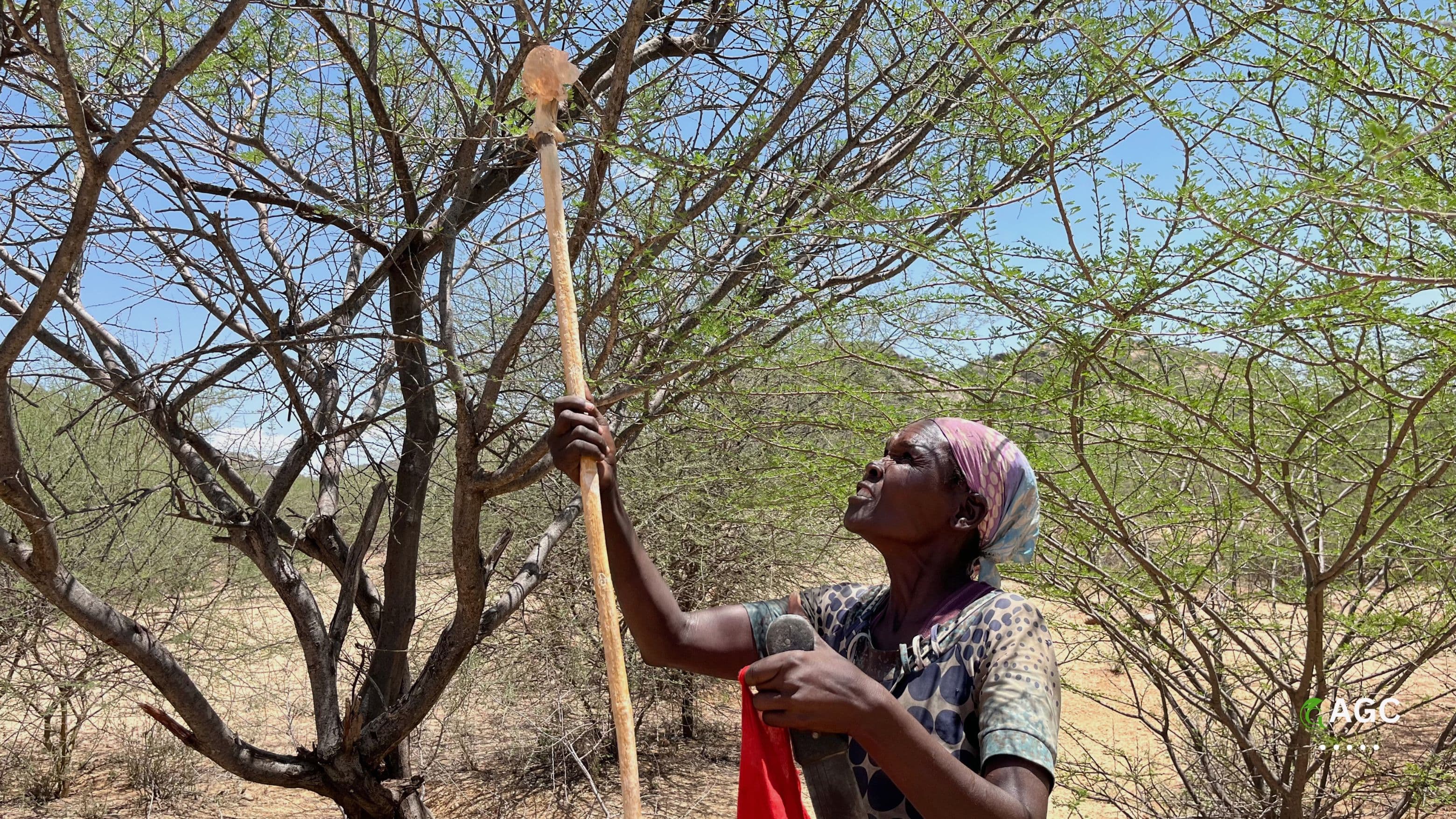 Baringo Gum Arabic Project