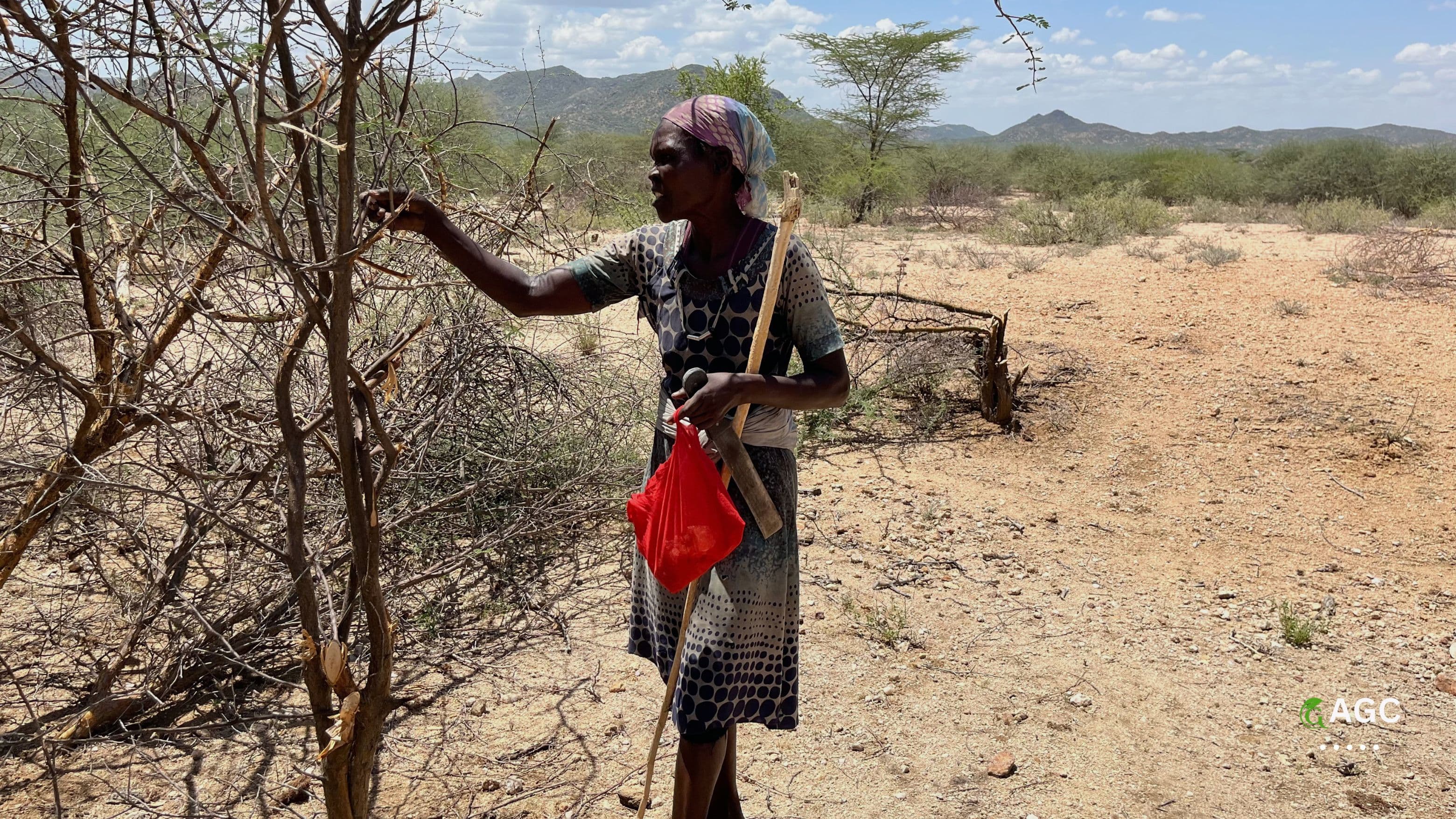 Baringo Gum Arabic Project