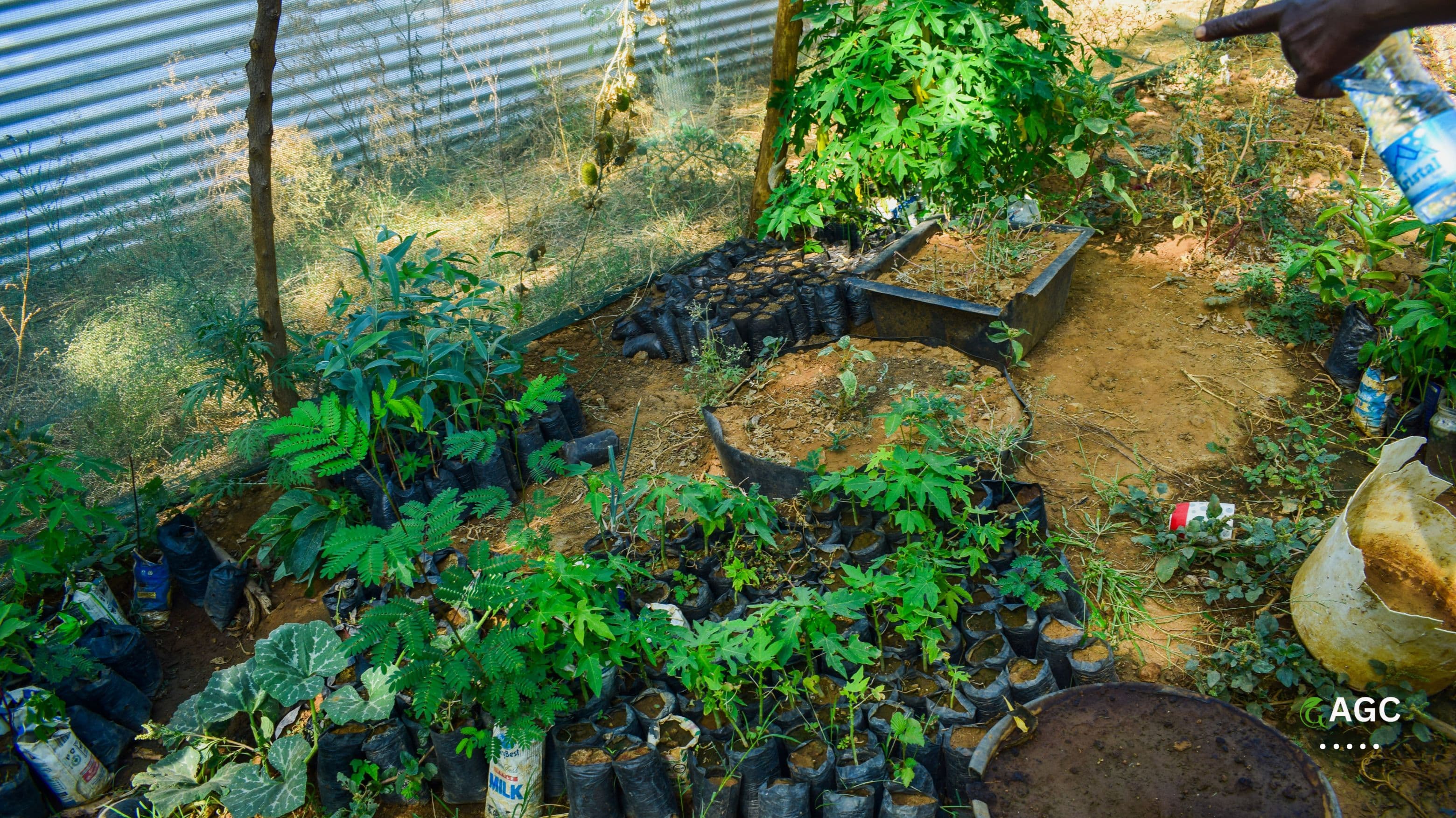 Baringo Gum Arabic Project