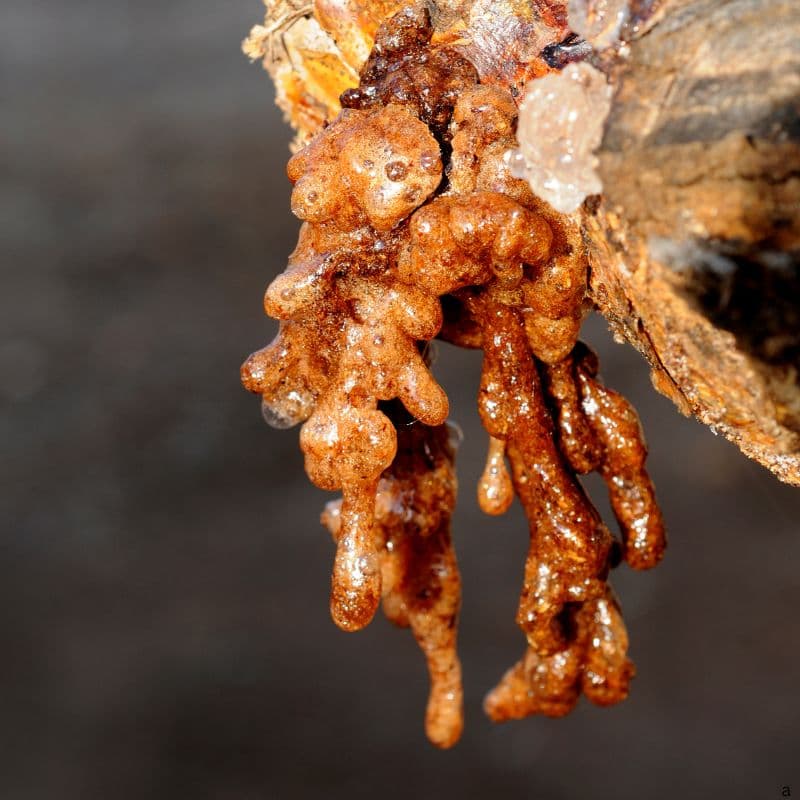 Gum Arabic Close Up