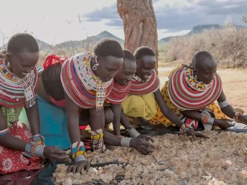 Gum Arabic Harvesting