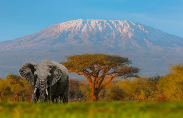 Climate Resilience: How Acacia Trees Adapt to Kenya's Changing Weather Patterns